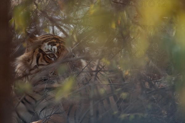 Male tiger (Panthera tigris) photographed in the jungle of Ranthambore National Park famous for tigers in Rajastan India