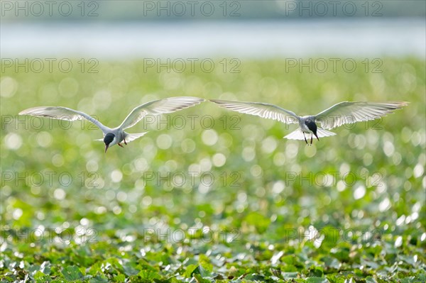 Common stern, Sterna hirundo, Danube Delta Romania