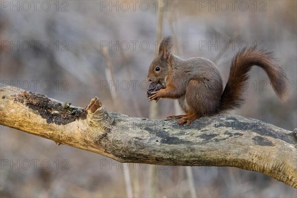 European red squirrel, Sciurus vulgaris, wildlife, Alessandria Italy