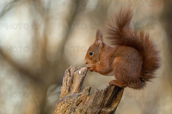 European red squirrel, Sciurus vulgaris Alessandria Italy