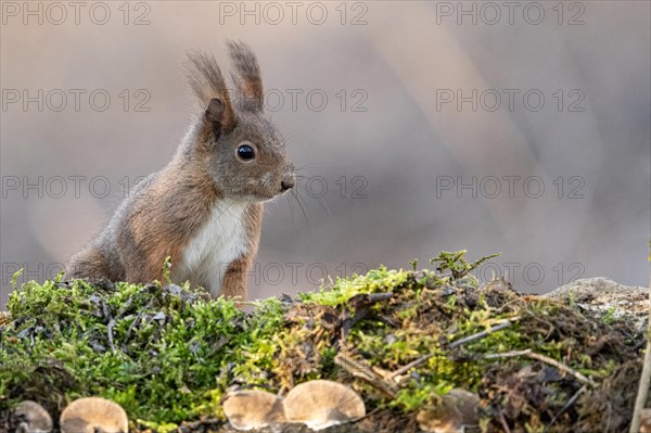 European red squirrel, Sciurus vulgaris Alessandria Italy