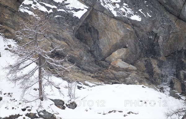 View of chamois (Rupicapra rupicapra) perfectly camouflaged in their environment, Gran Paradiso National Park Italy