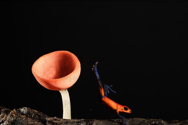 Blue jeans frog, strawberry poison frog, Oophaga pumilio, Costarica