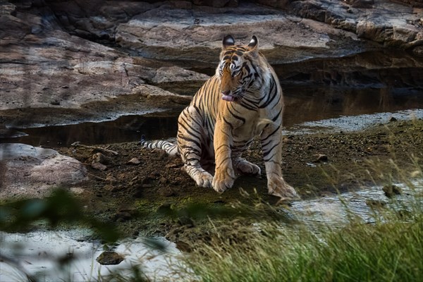 (Panthera tigris) photographed in the jungle of Ranthambore National Park famous for tigers in Rajastan India