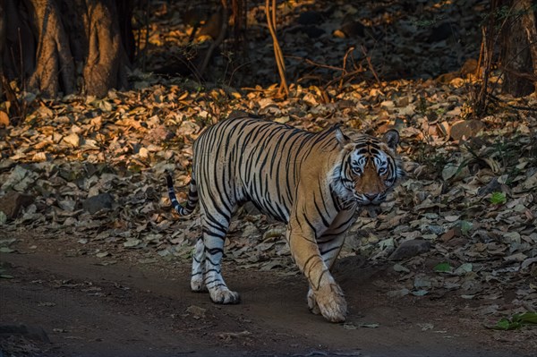 Male tiger (Panthera tigris) photographed in the jungle of Ranthambore National Park famous for tigers in Rajastan India