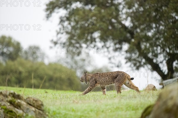 Iberian lynx (Lynx pardinus), juvenile, shot made in Andujar, Andalusia, Spain, Europe