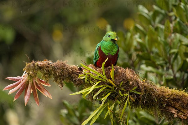 Quetzal (Pharomachrus mocinno) Costarica