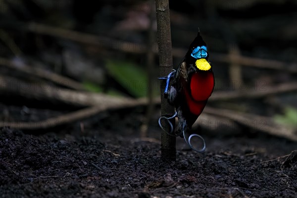 Wilson's bird of paradise (Diphyllodes respublica), endemic to the rainforests of Waigeo Island, New Guinea