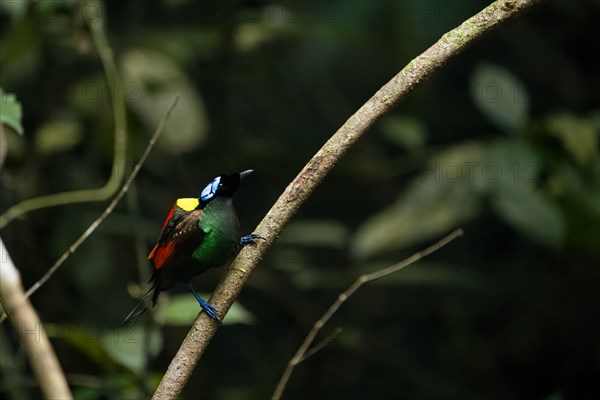 Wilson's bird of paradise (Diphyllodes respublica), endemic to the rainforests of Waigeo Island, New Guinea