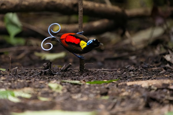 Wilson's bird of paradise (Diphyllodes respublica), endemic to the rainforests of Waigeo Island, New Guinea