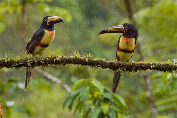 The collared aracari or collared araçari (Pteroglossus torquatus) Lagarto Lagoon Costarica