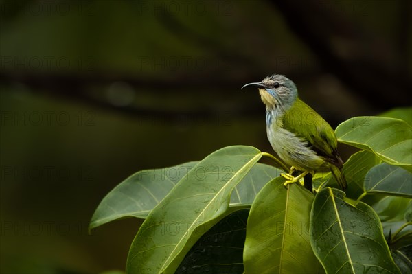 Shining honeycreeper (Cyanerpes lucidus) Lagarto lagoon Costarica