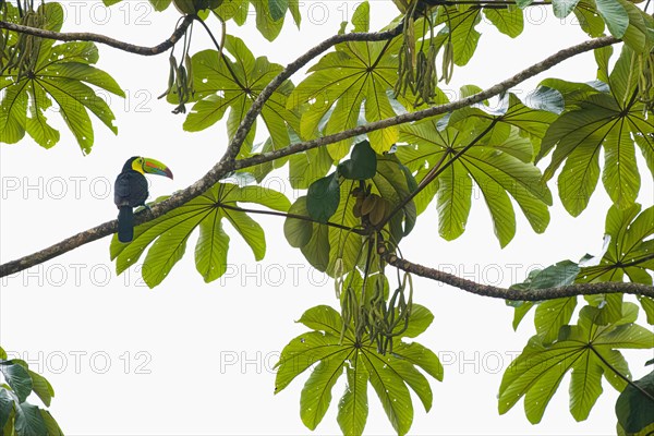 Keel billed toucan (Ramphastos sulfuratus) Lagarto Lagoon Costarica