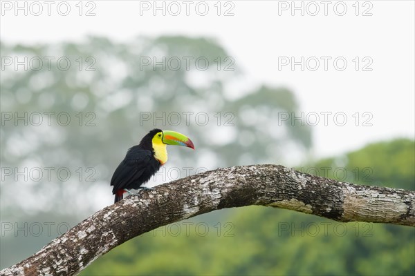 Keel billed toucan (Ramphastos sulfuratus) Lagarto Lagoon Costarica