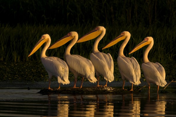 Common pelican (Pelecanus onocrotalus) Danube Delta Romania