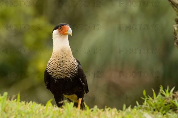 Crested caracara (Caracara plancus) Costarica