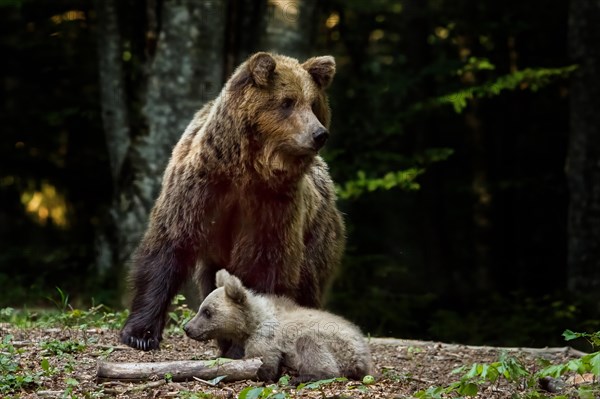 European brown bear (Ursus arctos arctos) photographed in Slovenia forest