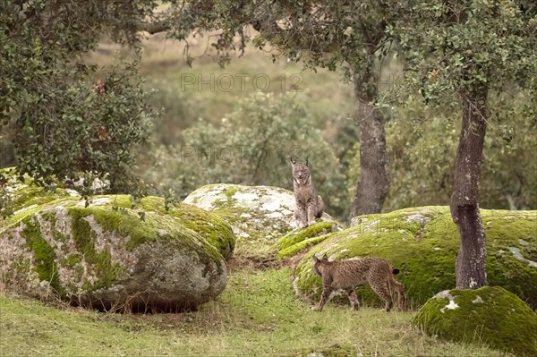 Iberian lynx (Lynx pardinus), juvenile, shot made in Andujar, Andalusia, Spain, Europe