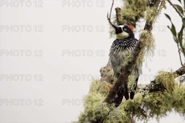 Acorn woodpecker (Melanerpes formicivorus) Costarica