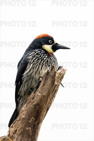 Acorn woodpecker (Melanerpes formicivorus) Costarica