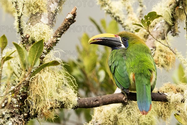 Emerald toucanet (Aulacorhynchus prasinus) Costarica