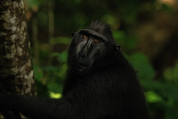 Crested macaque (Macaca nigra) This shot made in Tangkoko National Park in Sulawesi, Indonesia, Asia