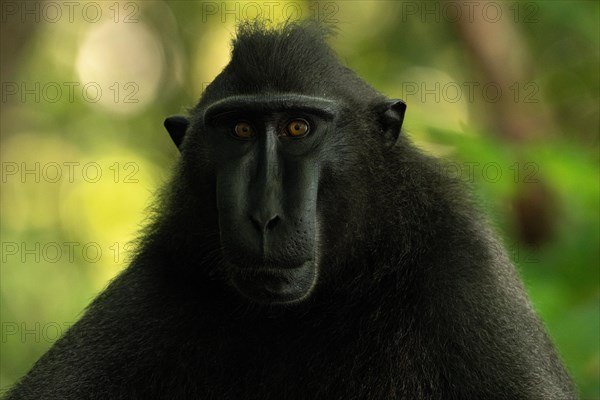 Crested macaque (Macaca nigra) This shot made in Tangkoko National Park in Sulawesi, Indonesia, Asia