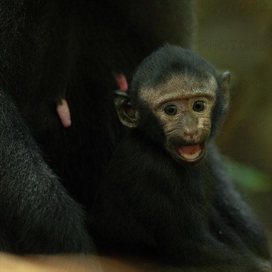 Crested macaque (Macaca nigra) This shot made in Tangkoko National Park in Sulawesi, Indonesia, Asia