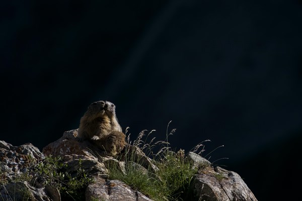 Marmot (Marmota marmota) warming themselves in the sun. Val Maira Italy