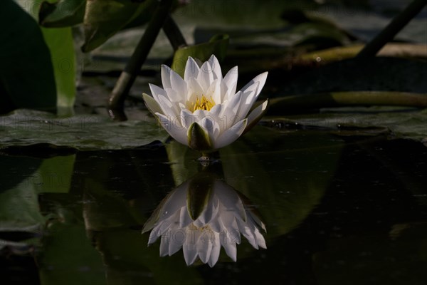 Nymphaea, water lily reflected on the water. Sao Miguel Acores