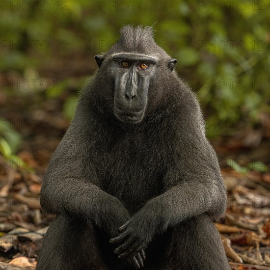 Crested macaque (Macaca nigra) This shot made in Tangkoko National Park in Sulawesi, Indonesia, Asia