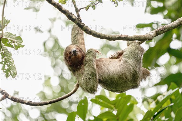 Sloth (Bradypus tridactylus) Costarica