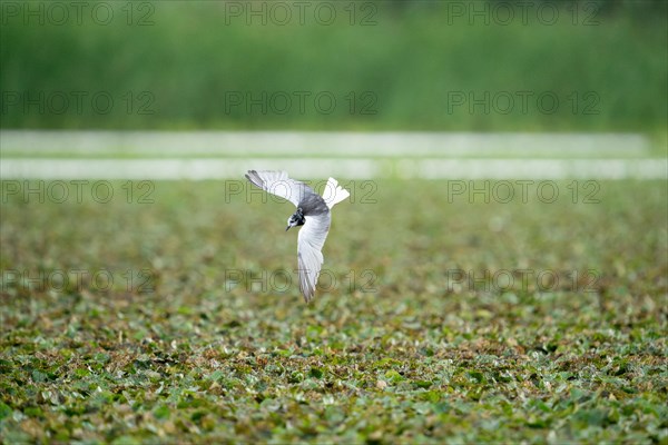 Mignattino ali bianche, Chlidonias leucopterus. Danube Delta