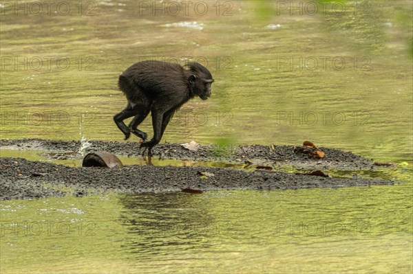 Crested macaque (Macaca nigra) This shot made in Tangkoko National Park in Sulawesi, Indonesia, Asia