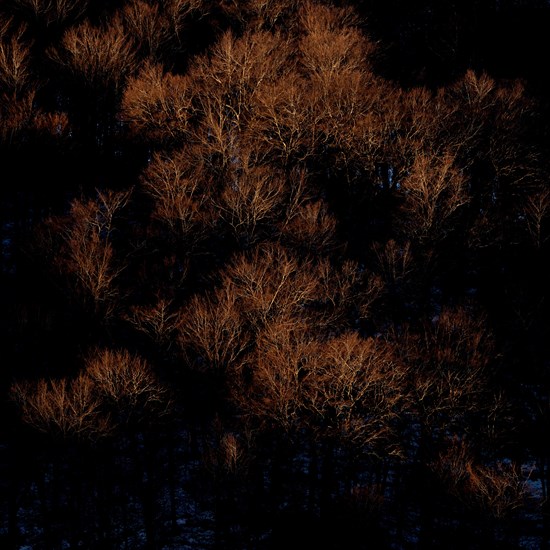 Beech forest in winter. Abruzzo National Park Italy