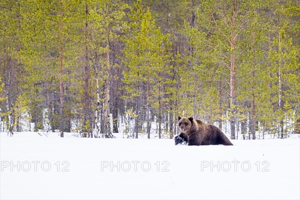 European brown bear (Ursus arctos arctos) photographed in Kuhmo Finland