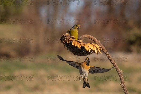 Fringilla montifringilla and Chloris chloris, Vercelli, Italy, Europe