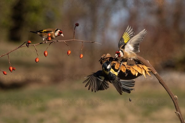 Carduelis carduelis and parus major. Vercelli Italy