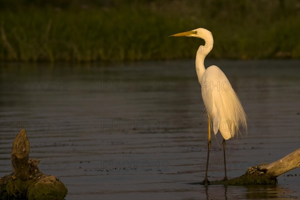 White heron (Ardea alba) with sunset light Danube Delta Romania