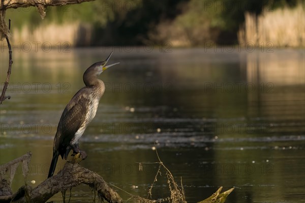 Cormorant (Phalacrocorax carbo) Danube Delta Romania