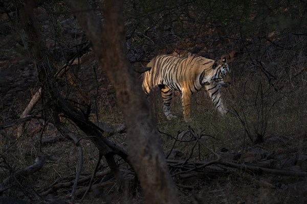 Male tiger (Panthera tigris) photographed in the jungle of Ranthambore National Park famous for tigers in Rajastan India