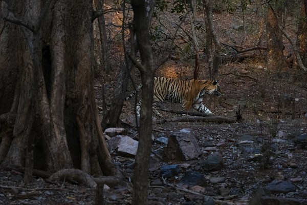Male tiger (Panthera tigris) photographed in the jungle of Ranthambore National Park famous for tigers in Rajastan India