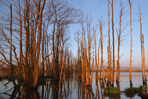 Wetland biotope in the Peene valley, waterlogged meadows, rare habitat for endangered plants and animals, Großer Rosin nature reserve, rewetting of agricultural land, important breeding area for rare birds, trees dead in the morning light due to permanent waterlogging, Flusslandschaft Peenetal nature park, Mecklenburg-Western Pomerania, Germany, Europe