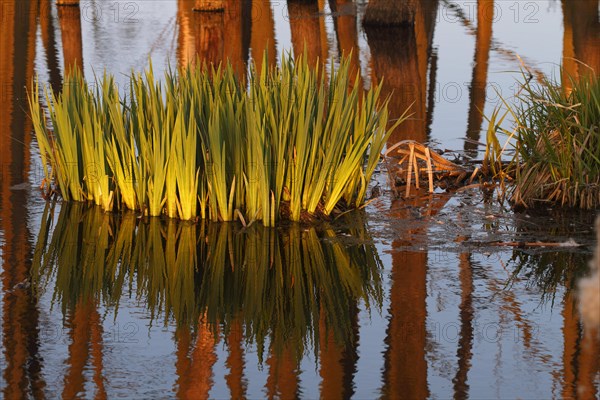 Wetland biotope in the Peene valley, waterlogged meadows, rare habitat for endangered plants and animals, Großer Rosin nature reserve, rewetting of agricultural land, important breeding area for rare birds, trees dead in the morning light due to permanent waterlogging, Flusslandschaft Peenetal nature park, Mecklenburg-Western Pomerania, Germany, Europe