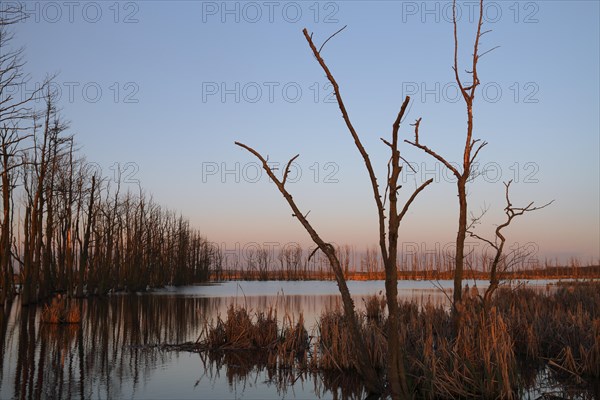 Wetland biotope in the Peene valley, waterlogged meadows, rare habitat for endangered plants and animals, Großer Rosin nature reserve, rewetting of agricultural land, important breeding area for rare birds, trees dead in the morning light due to permanent waterlogging, Flusslandschaft Peenetal nature park, Mecklenburg-Western Pomerania, Germany, Europe