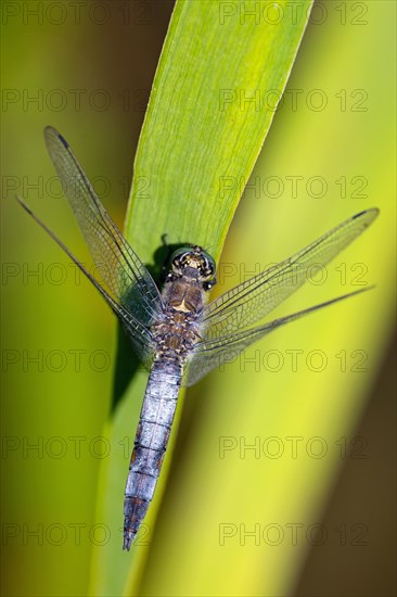 Large blue arrow