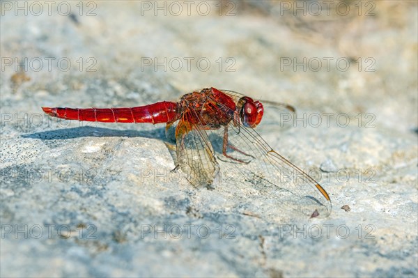 Scarlet Dragonfly