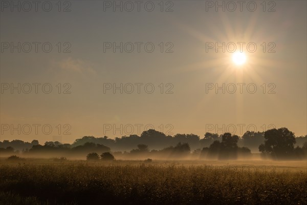 Morning atmosphere Donaumoos