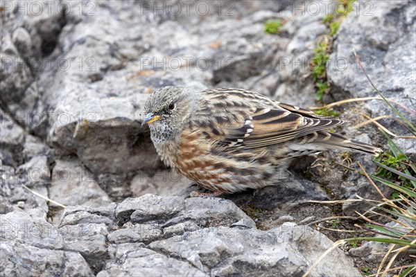 Alpine accentor