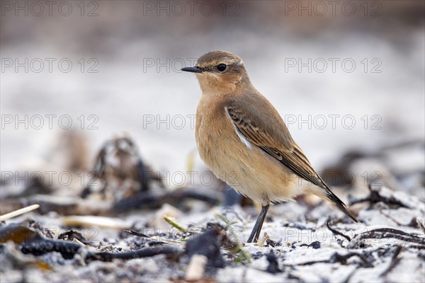 Wheatear, Heligoland